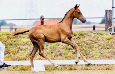 Introducing Violetta BTH – From the Same Family as Koko